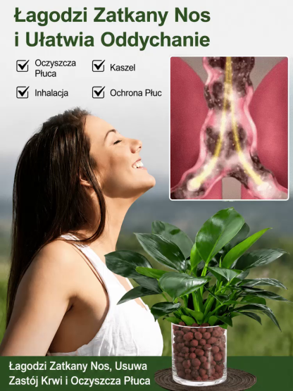 Kup zamiokulkasa – bez słońca, wystarczy woda. Zakwita w nocy, wypełnia dom zapachem luksusowych perfum. Jedna doniczka na lata. 🌿
