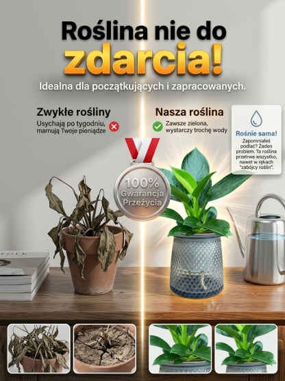 Kup zamiokulkasa – bez słońca, wystarczy woda. Zakwita w nocy, wypełnia dom zapachem luksusowych perfum. Jedna doniczka na lata. 🌿