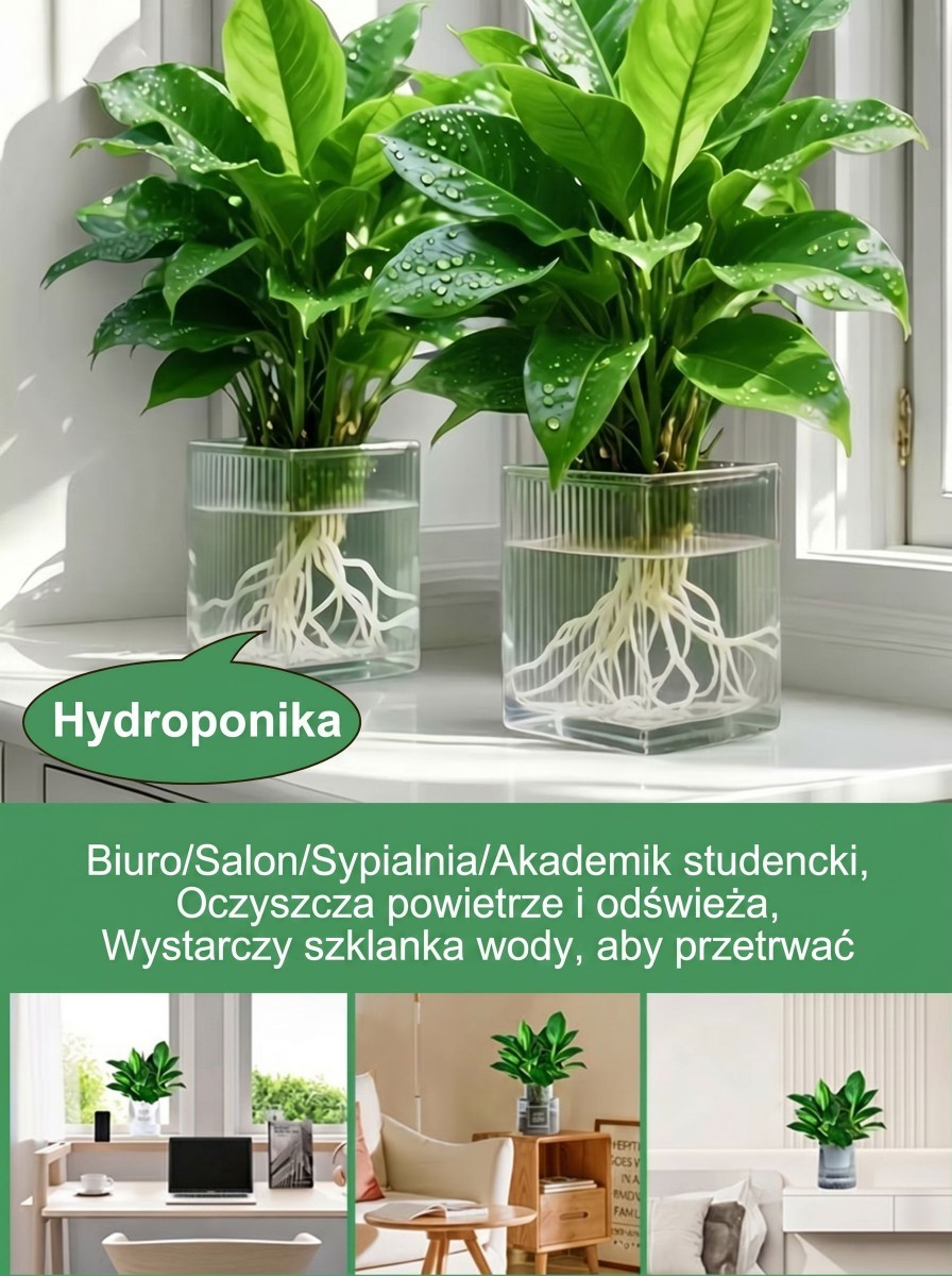 Kup zamiokulkasa – bez słońca, wystarczy woda. Zakwita w nocy, wypełnia dom zapachem luksusowych perfum. Jedna doniczka na lata. 🌿