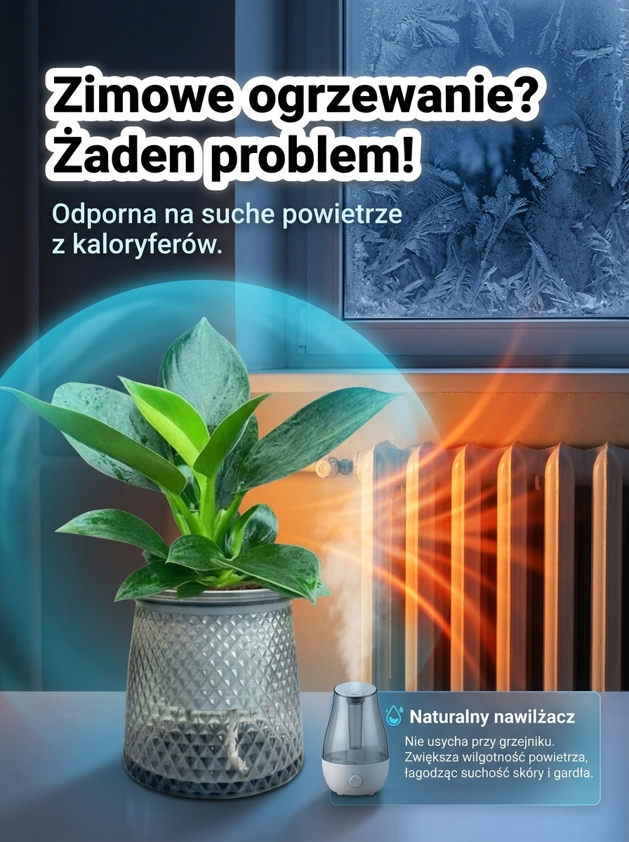 Kup zamiokulkasa – bez słońca, wystarczy woda. Zakwita w nocy, wypełnia dom zapachem luksusowych perfum. Jedna doniczka na lata. 🌿