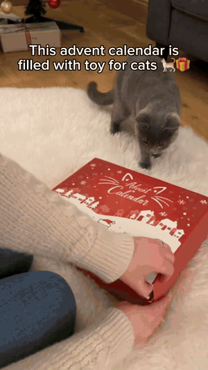 Cat exploring a red 24-door advent calendar and a green toy