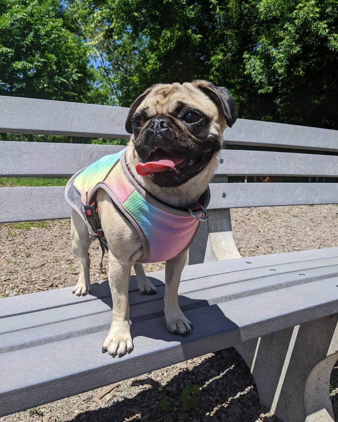 Heeipaw Dog Cooling Vest for Summer, Breathable Cooling Shirt for Dogs, Lightweight Heat Relief Jacket for Small Medium Large Dogs - image 8
