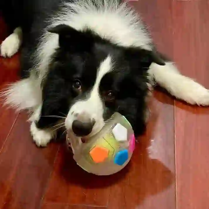 Heeipaw Interactive Dog Ball – Durable Football Toy With Grip Handle For Fetch, Training & Endless Playtime - image 1