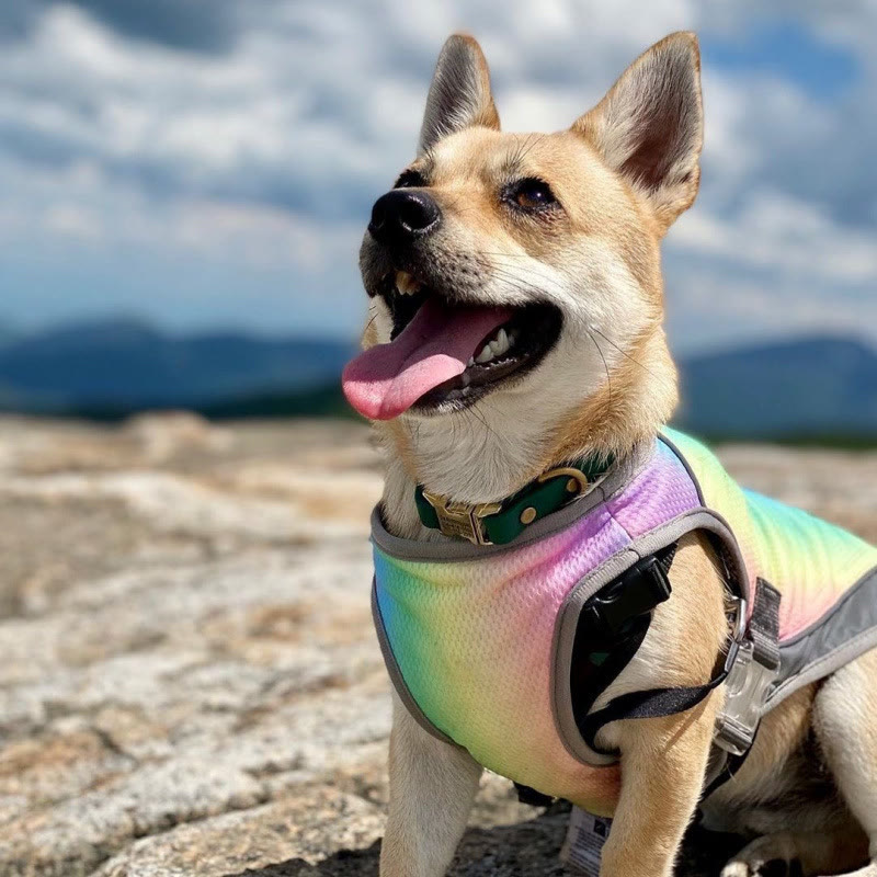 Heeipaw Dog Cooling Vest for Summer, Breathable Cooling Shirt for Dogs, Lightweight Heat Relief Jacket for Small Medium Large Dogs - image 4
