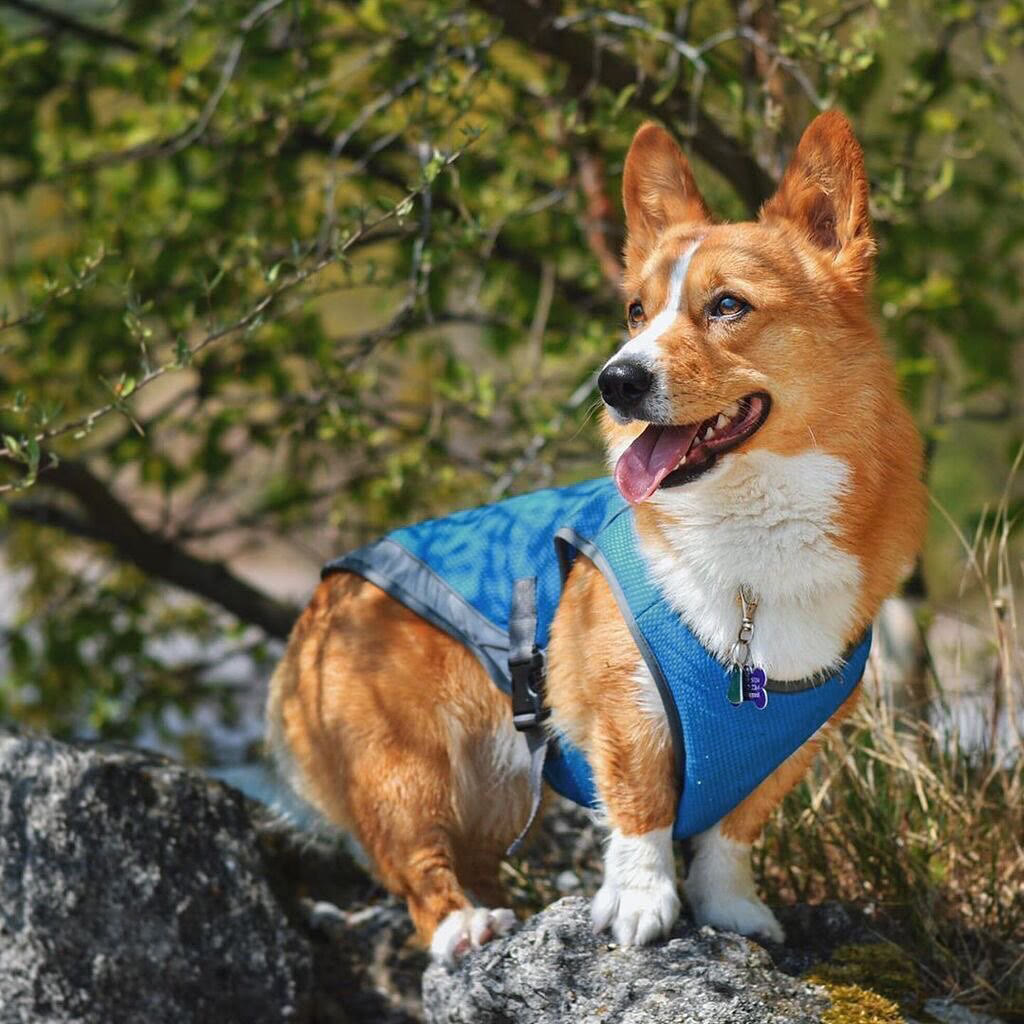 Heeipaw Dog Cooling Vest for Summer, Breathable Cooling Shirt for Dogs, Lightweight Heat Relief Jacket for Small Medium Large Dogs - image 7