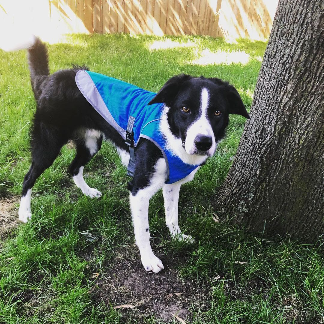Heeipaw Dog Cooling Vest for Summer, Breathable Cooling Shirt for Dogs, Lightweight Heat Relief Jacket for Small Medium Large Dogs - image 5