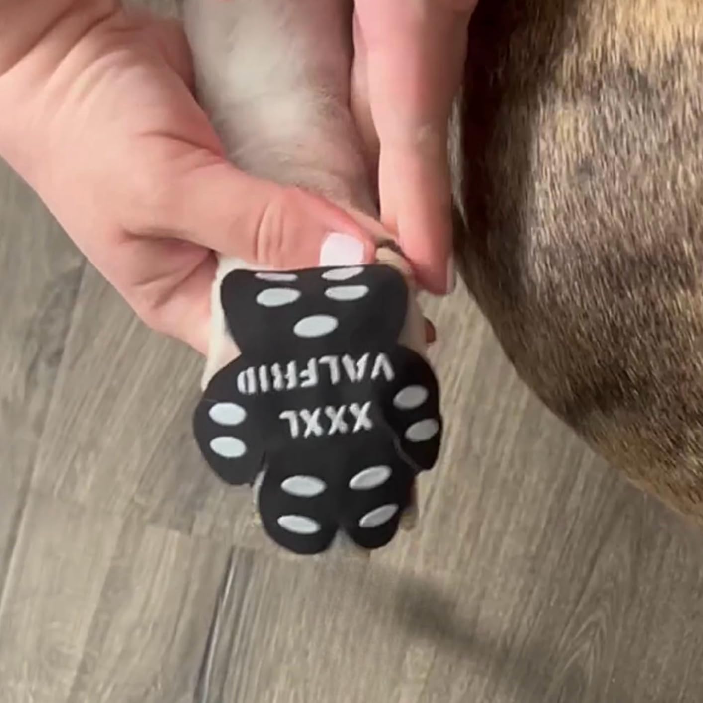 Total Game-Changer For My Senior Dogs!!!