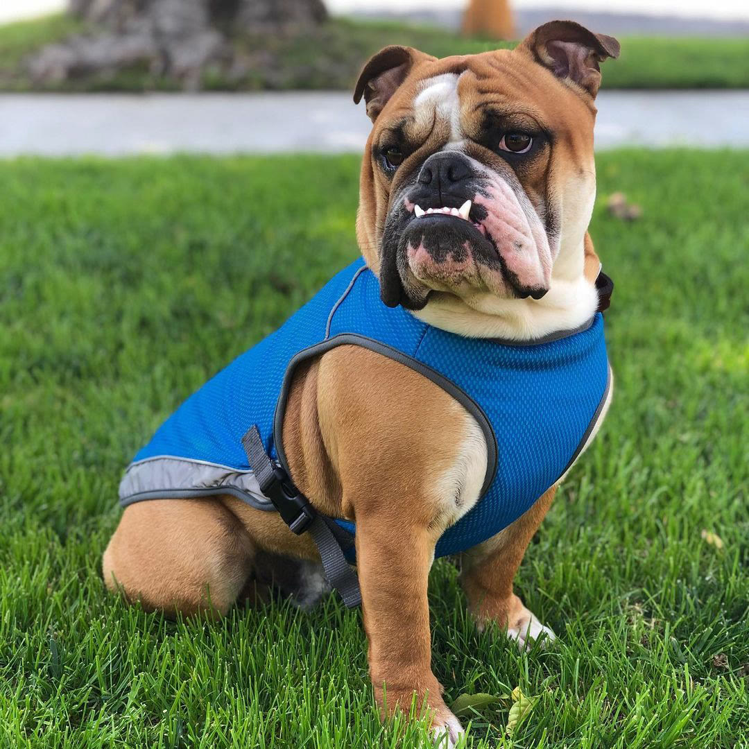 Heeipaw Dog Cooling Vest for Summer, Breathable Cooling Shirt for Dogs, Lightweight Heat Relief Jacket for Small Medium Large Dogs - image 10