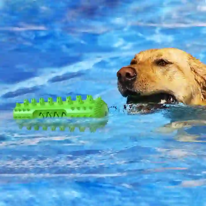 Heeipaw Dental Dog Chew Toy – Interactive Squeaky Toothbrush Stick For Teeth Cleaning, Chewing & Healthy Play - image 3