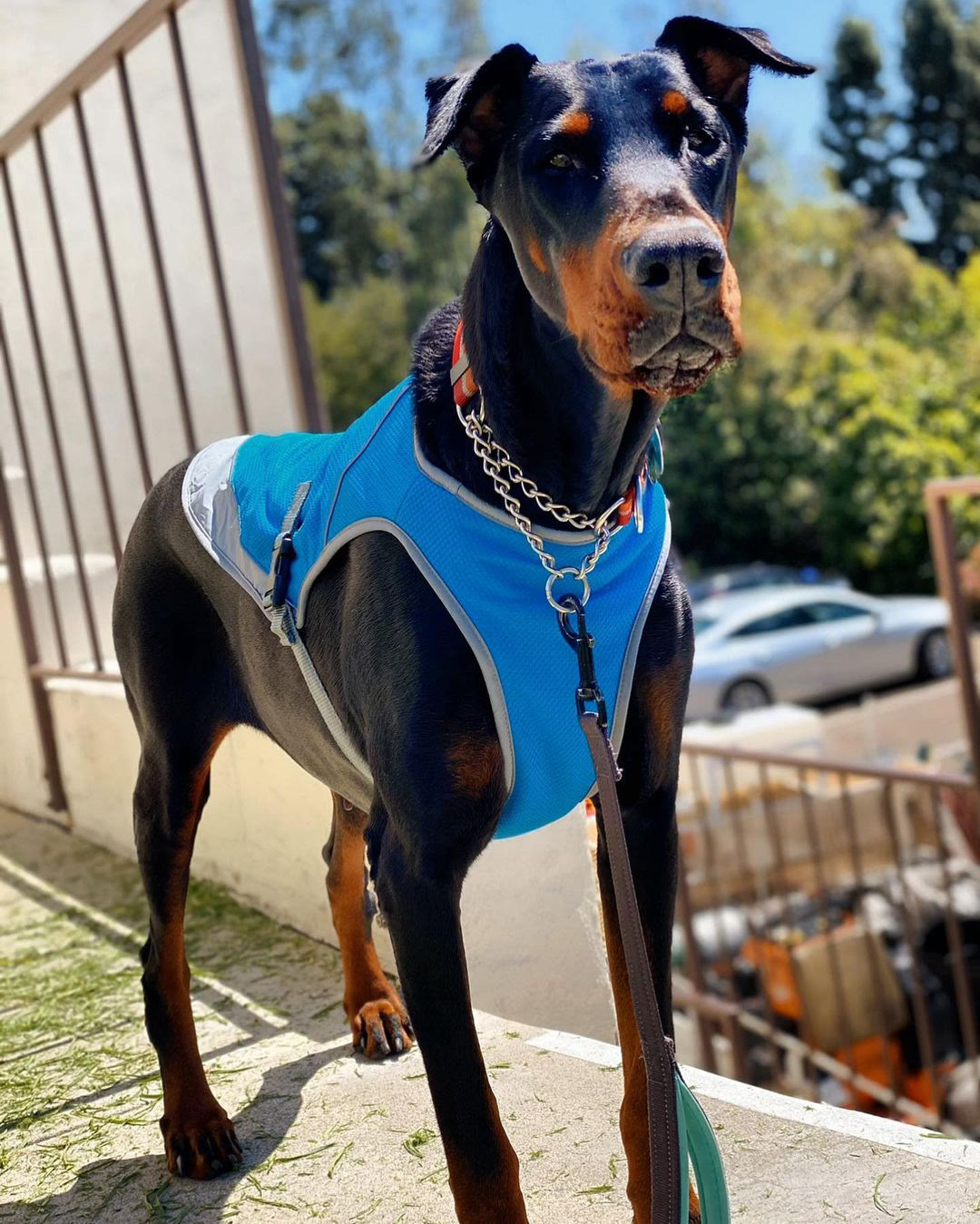 Heeipaw Dog Cooling Vest for Summer, Breathable Cooling Shirt for Dogs, Lightweight Heat Relief Jacket for Small Medium Large Dogs - image 9