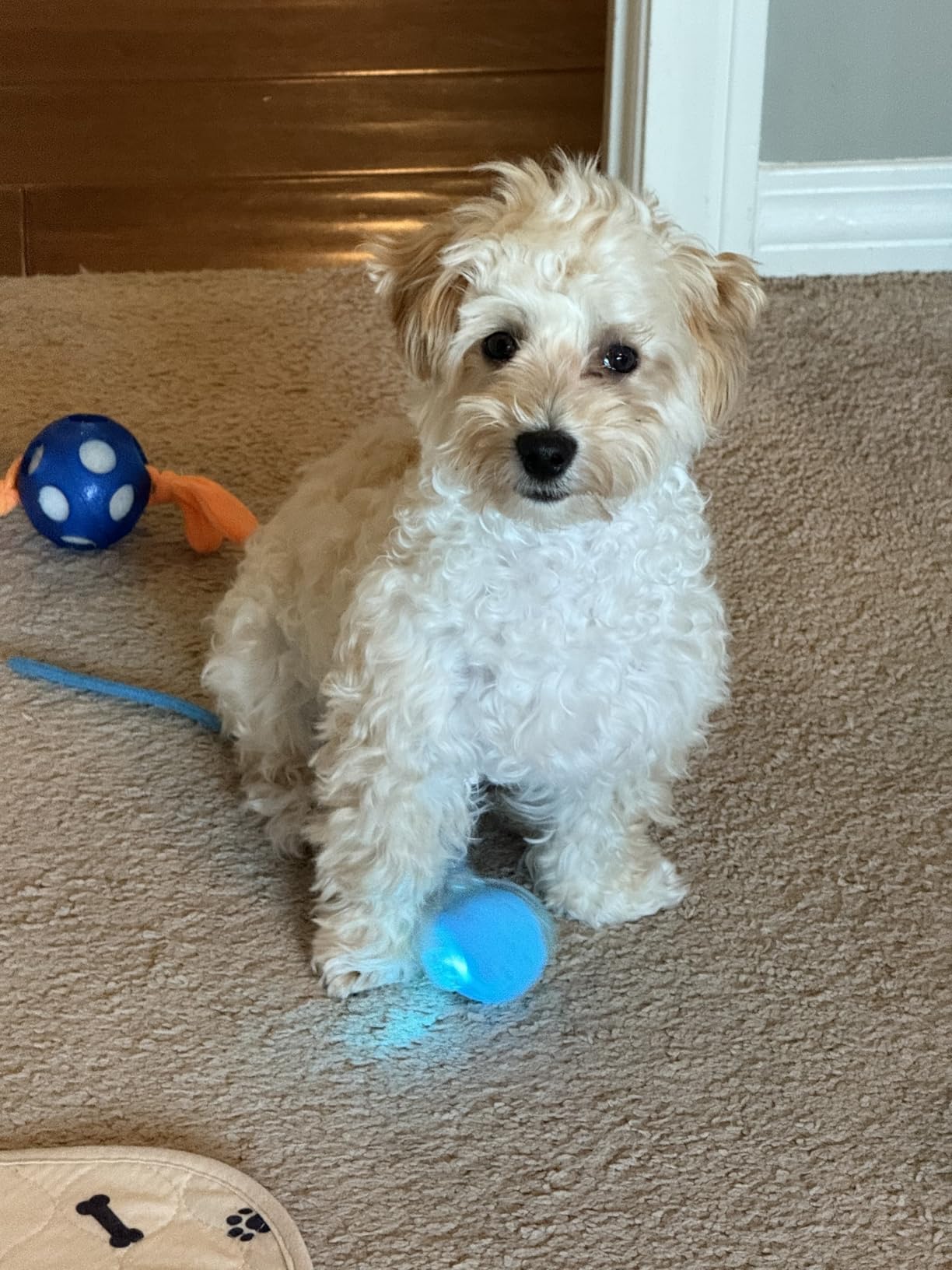 One of my dog&rsquo;s favorite toys