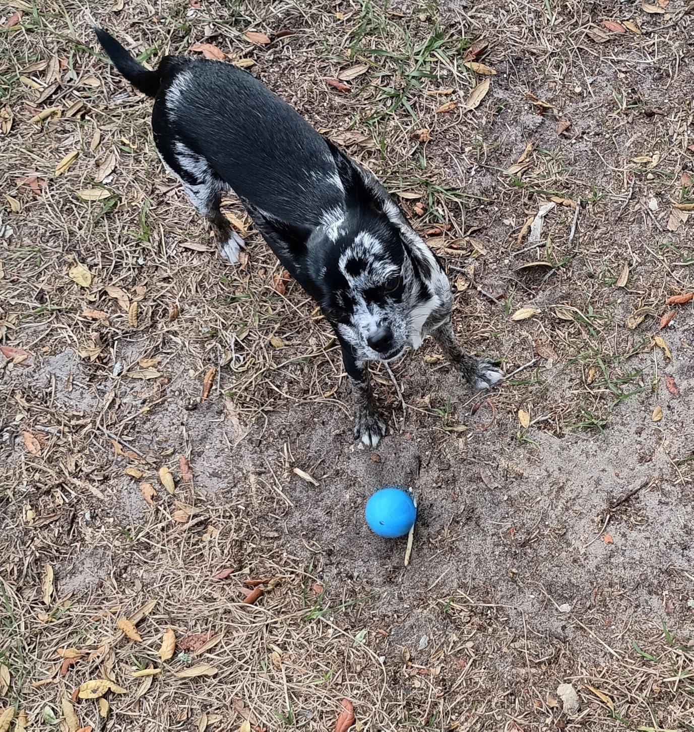 Fun Toy for My Dog