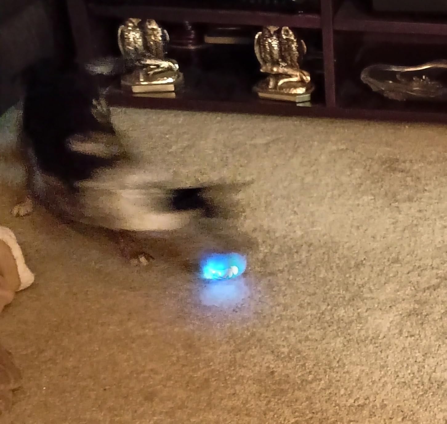 Fun Toy for My Dog
