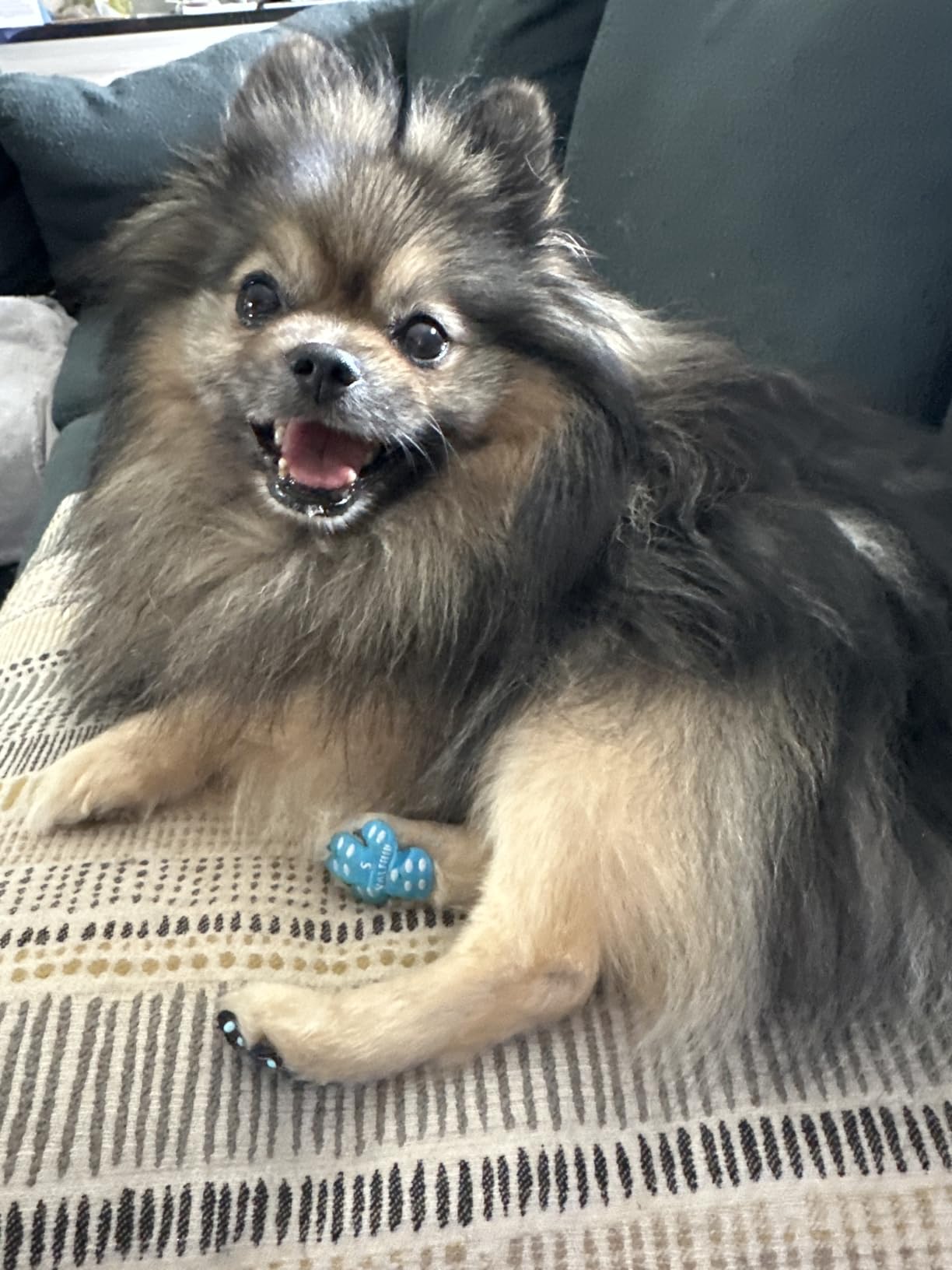 My Dog Loves His Slip-ees!