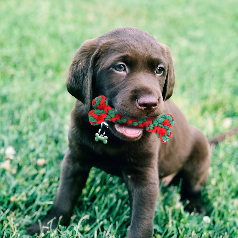 Durable Dog Chew Rope Toy