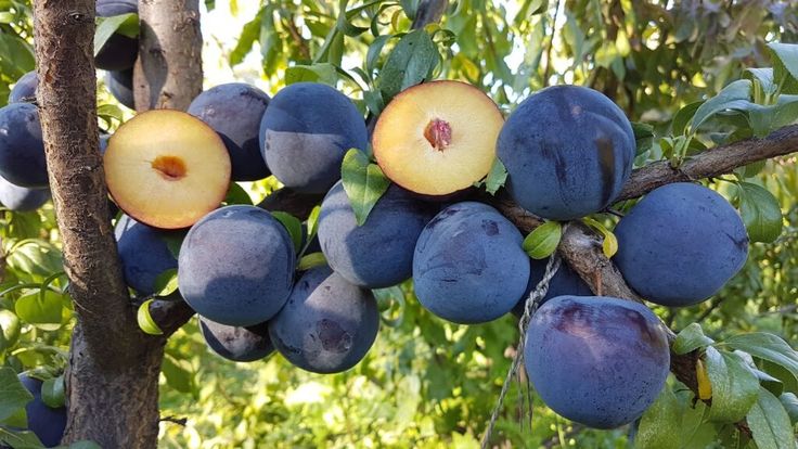 This may contain: plums growing on a tree in the sun