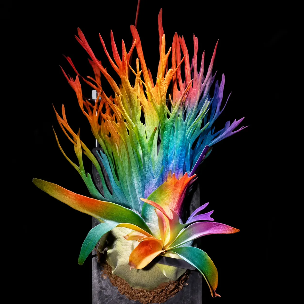 🤗💮 Rare Rainbow Staghorn Fern — Living Botanical Wall Sculpture🦌