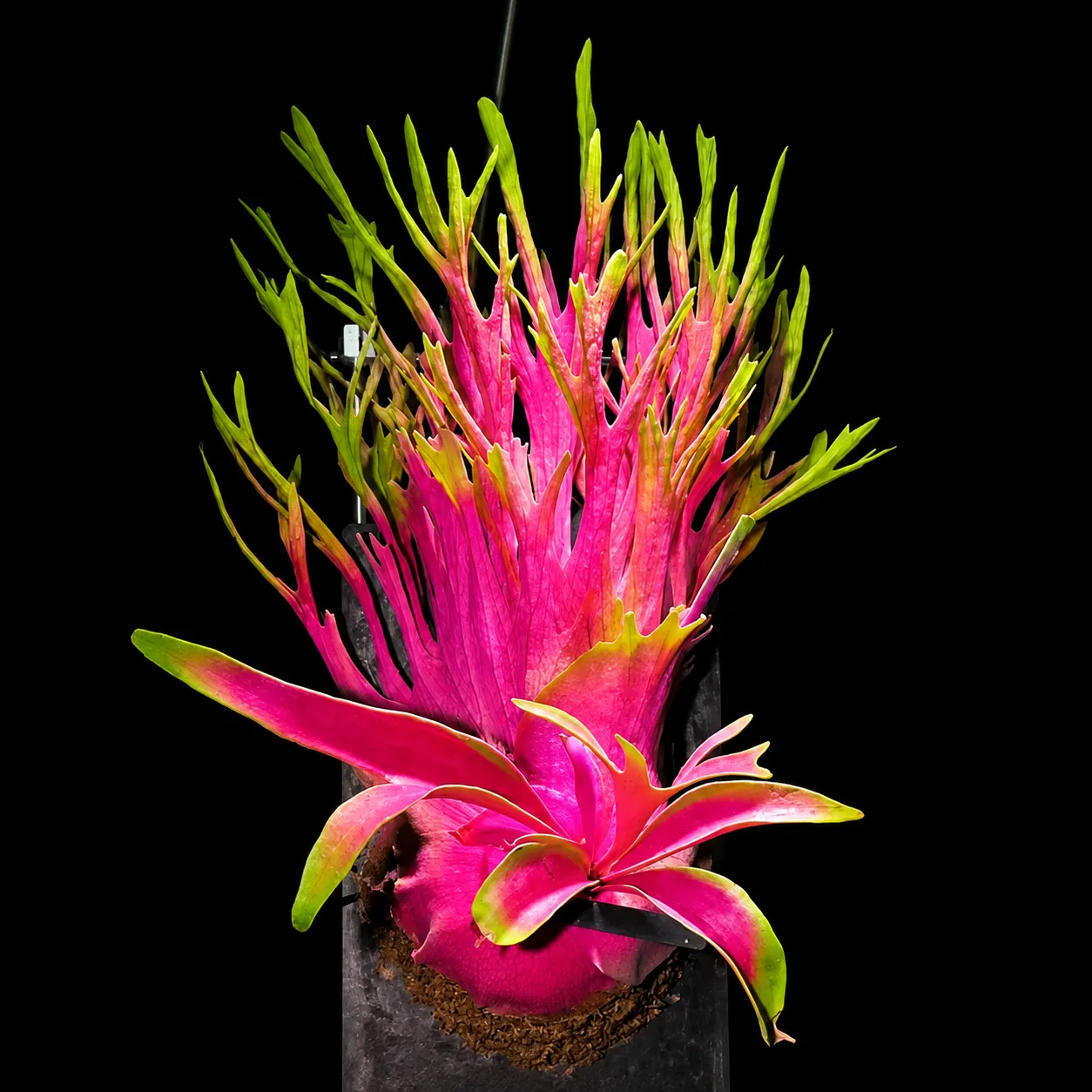 🤗💮 Rare Rainbow Staghorn Fern — Living Botanical Wall Sculpture🦌