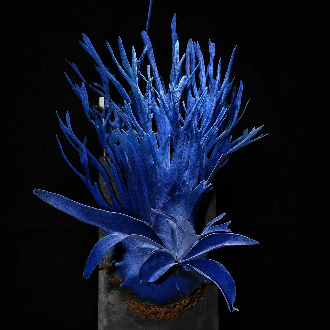 🤗💮 Rare Rainbow Staghorn Fern — Living Botanical Wall Sculpture🦌