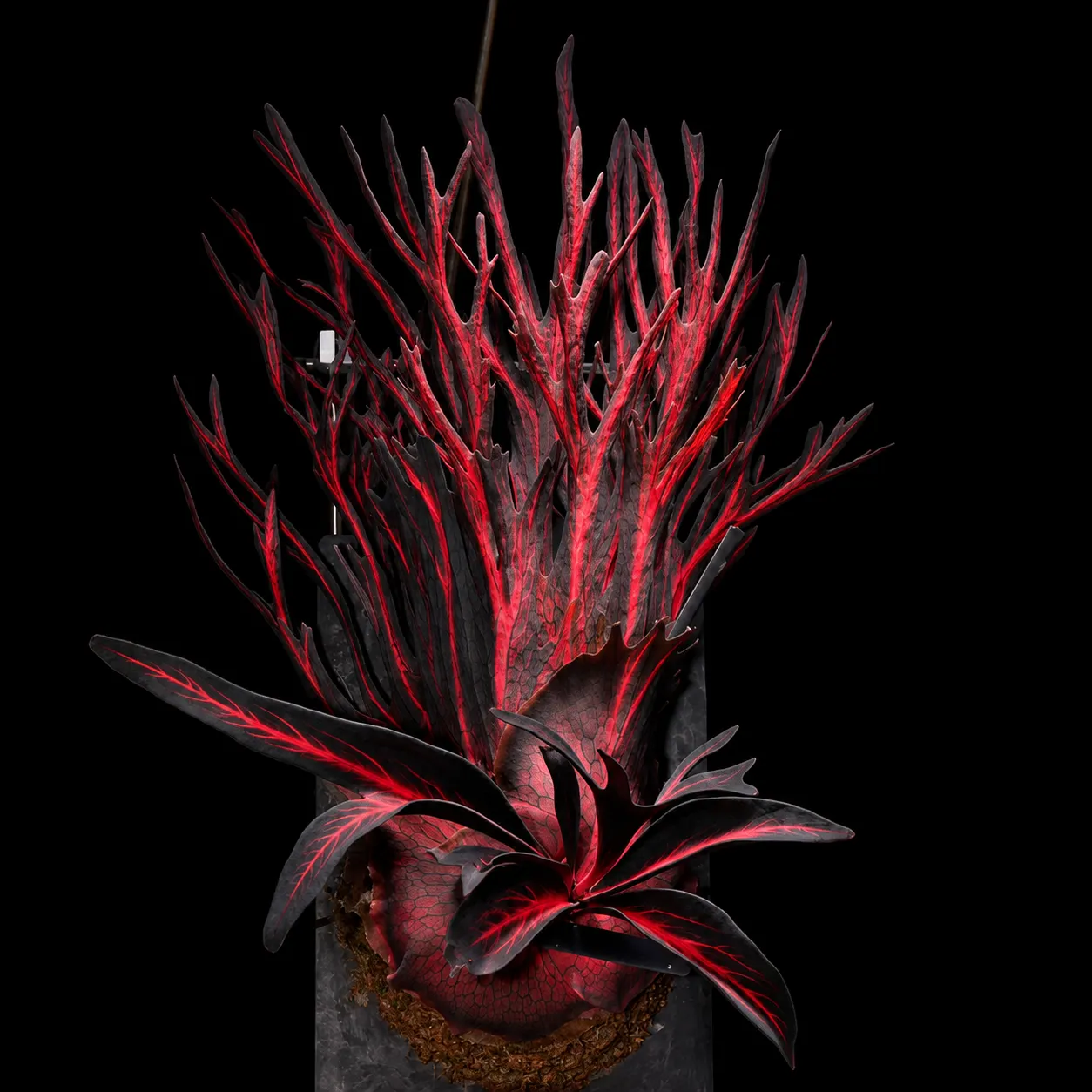 🤗💮 Rare Rainbow Staghorn Fern — Living Botanical Wall Sculpture🦌