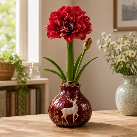 Waxed Double Amaryllis Bulb