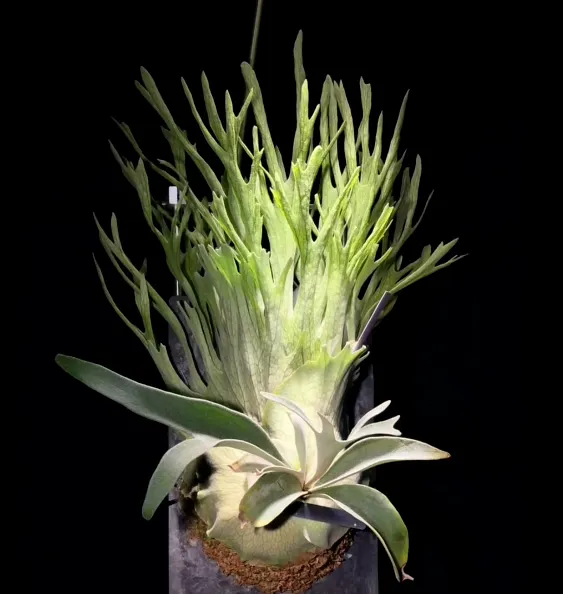 🤗💮 Rare Rainbow Staghorn Fern — Living Botanical Wall Sculpture🦌