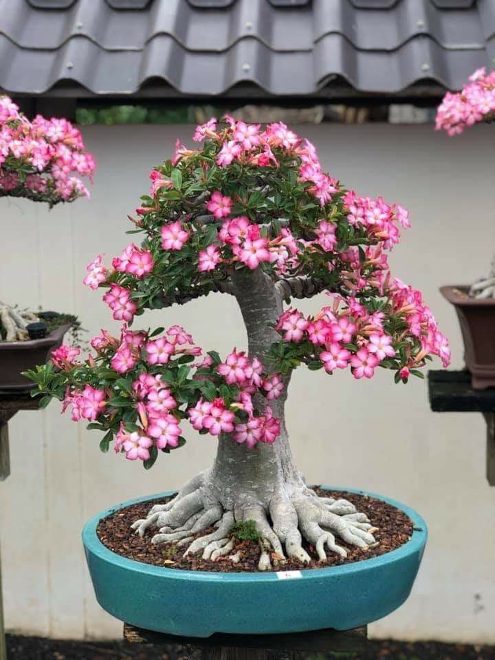 This may contain: a bonsai tree with pink flowers in a blue pot