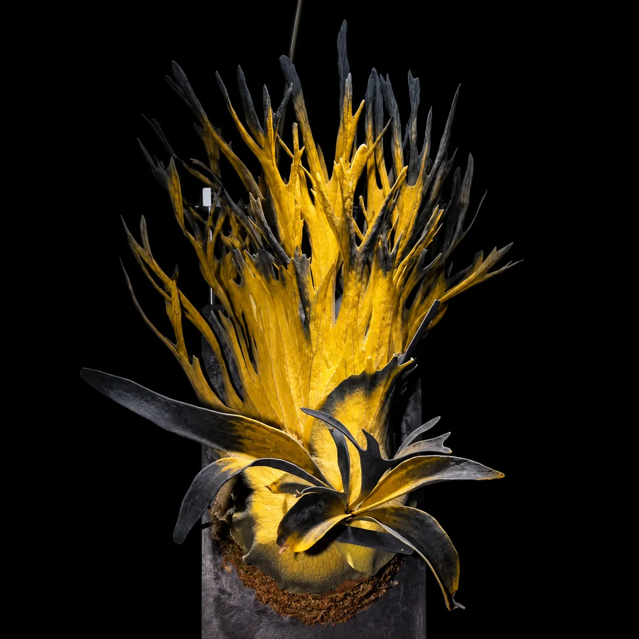 🤗💮 Rare Rainbow Staghorn Fern — Living Botanical Wall Sculpture🦌