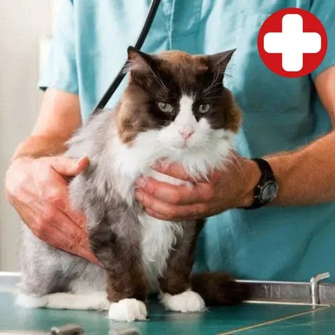Cat Care Spa Brush