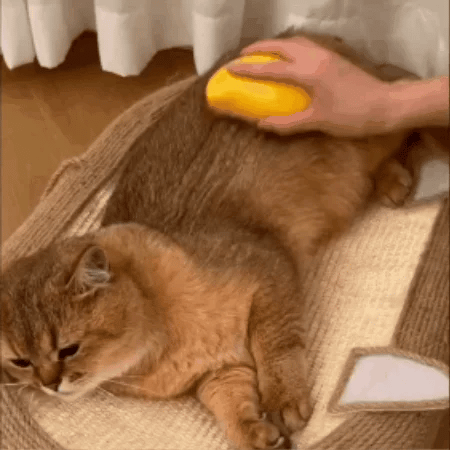 Cat Care Spa Brush
