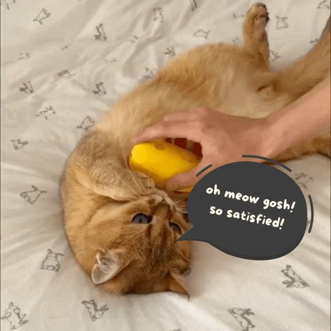 Cat Care Spa Brush