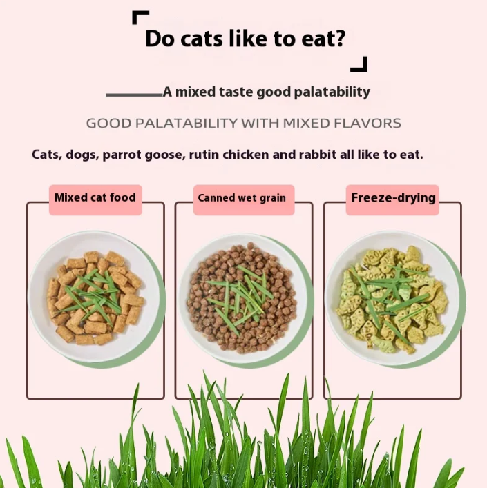 🌱😻 Zmes semien mačacej trávy – rýchly rast a skvelá chuť