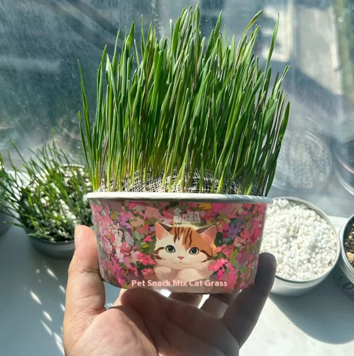 🌱😻 Zmes semien mačacej trávy – rýchly rast a skvelá chuť