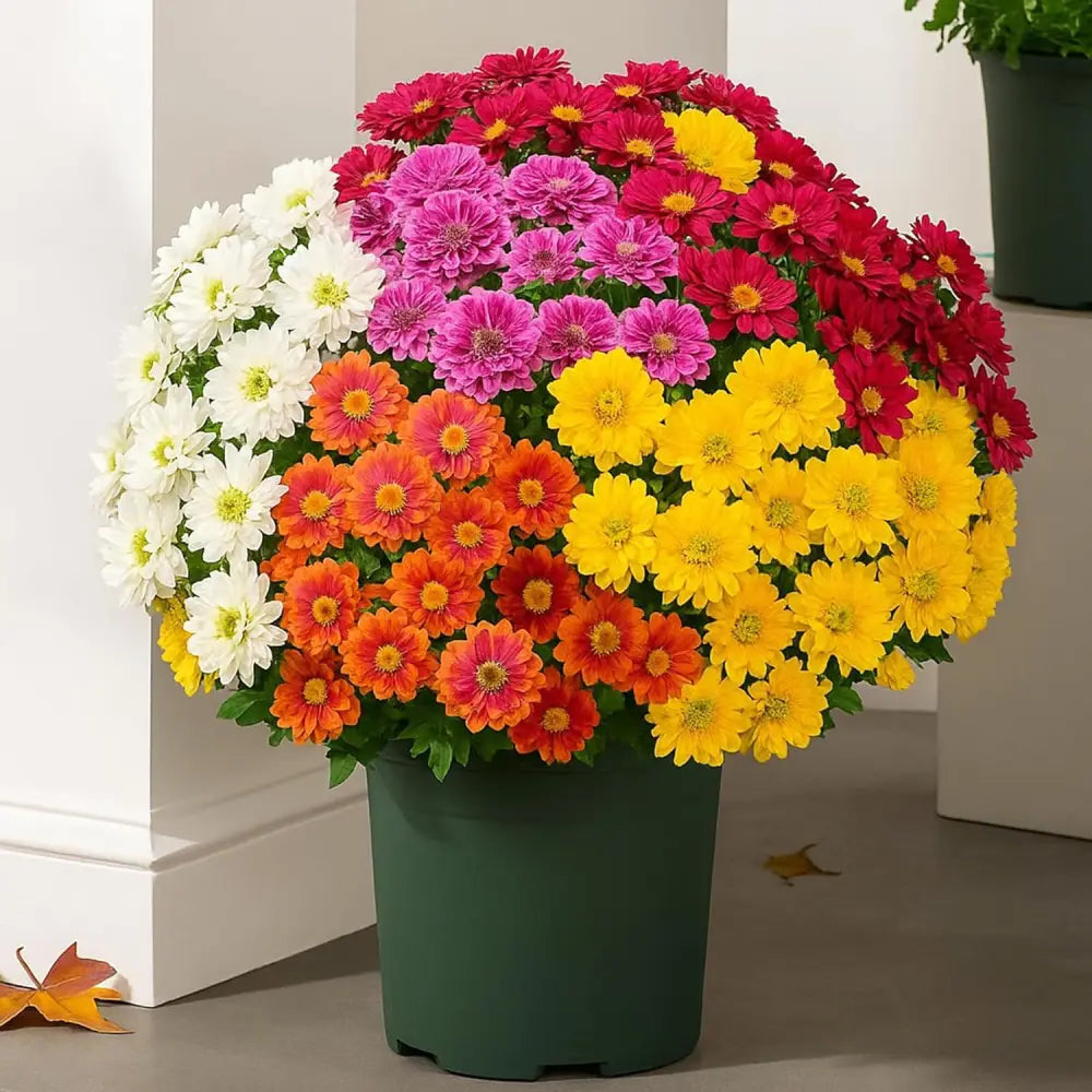 Last Day 70% OFF🌼- Artificial Outdoor Sunset Mums Flowers - UV resistant, Waterproof, Windproof
