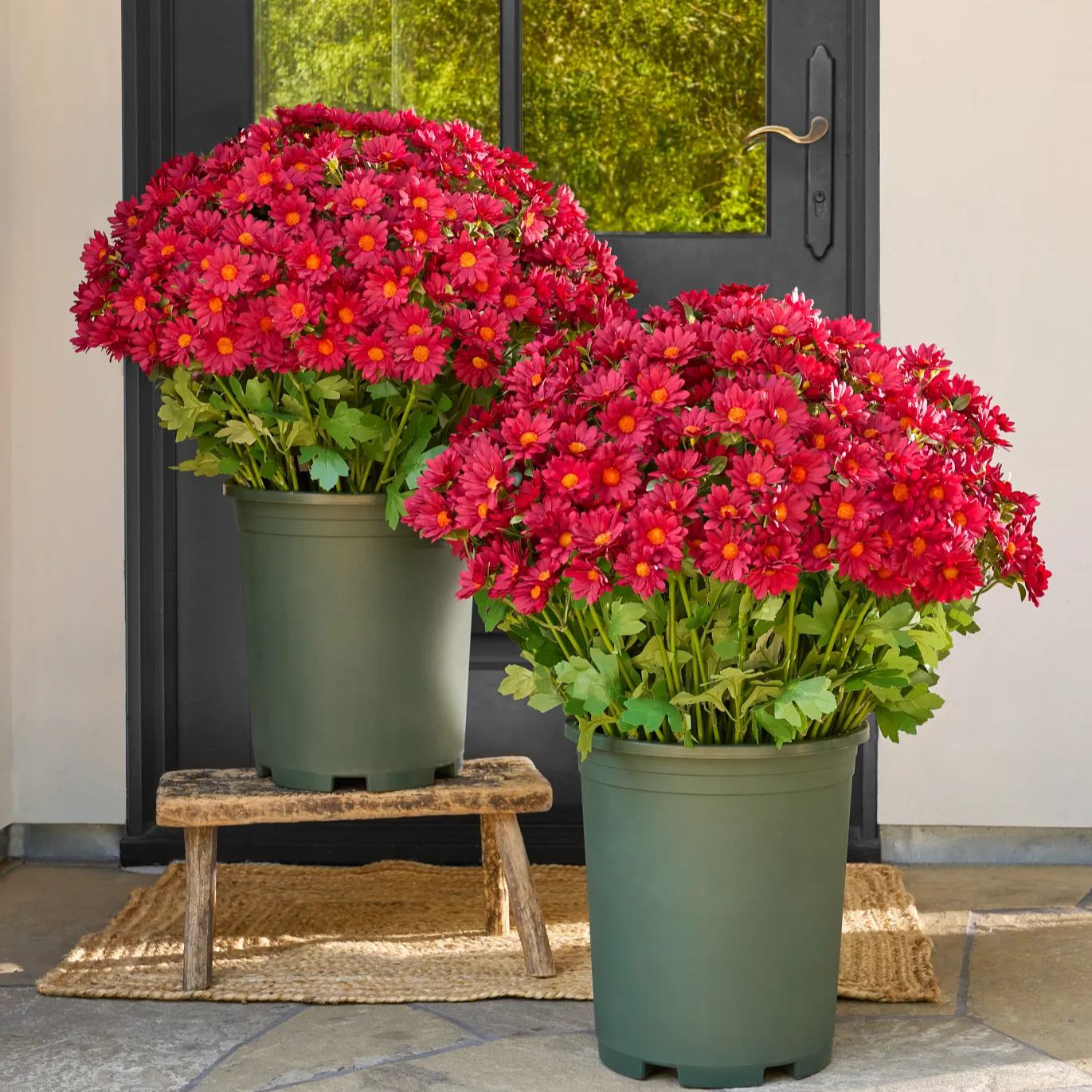 Last Day 70% OFF🌼- Artificial Outdoor Sunset Mums Flowers - UV resistant, Waterproof, Windproof