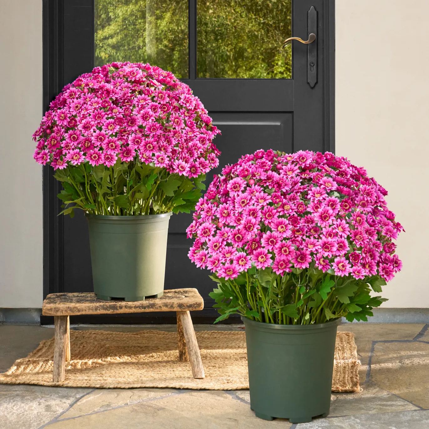 Last Day 70% OFF🌼- Artificial Outdoor Sunset Mums Flowers - UV resistant, Waterproof, Windproof
