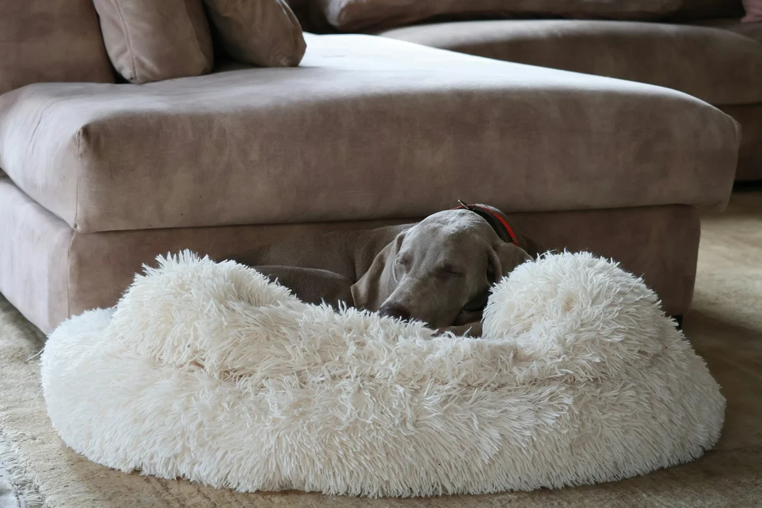 Dust Mites in Pet Bed and Fabric