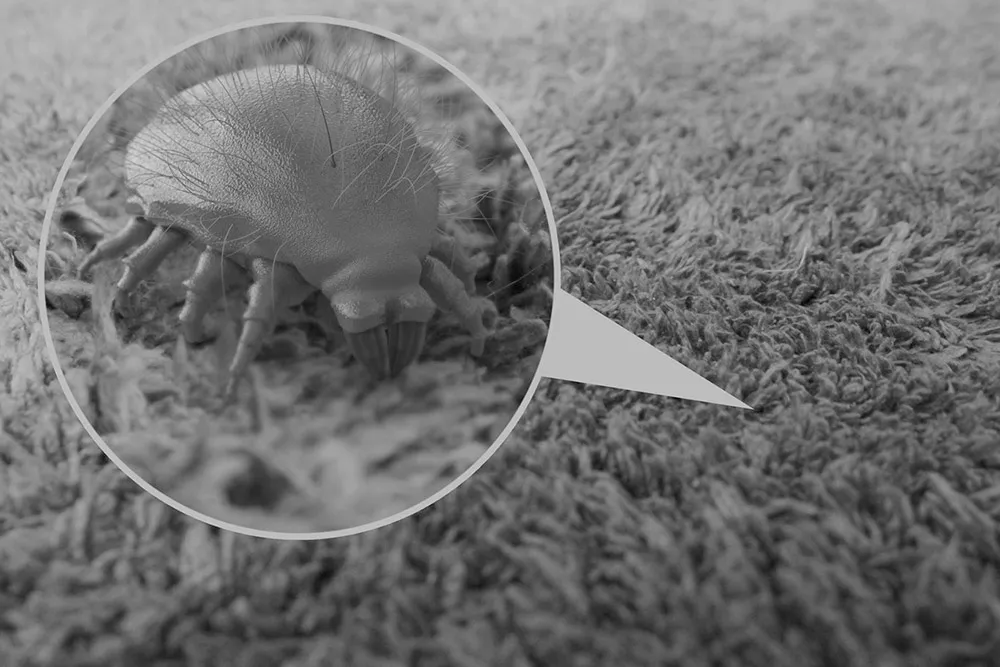 Dust Mite Development in Mattress
