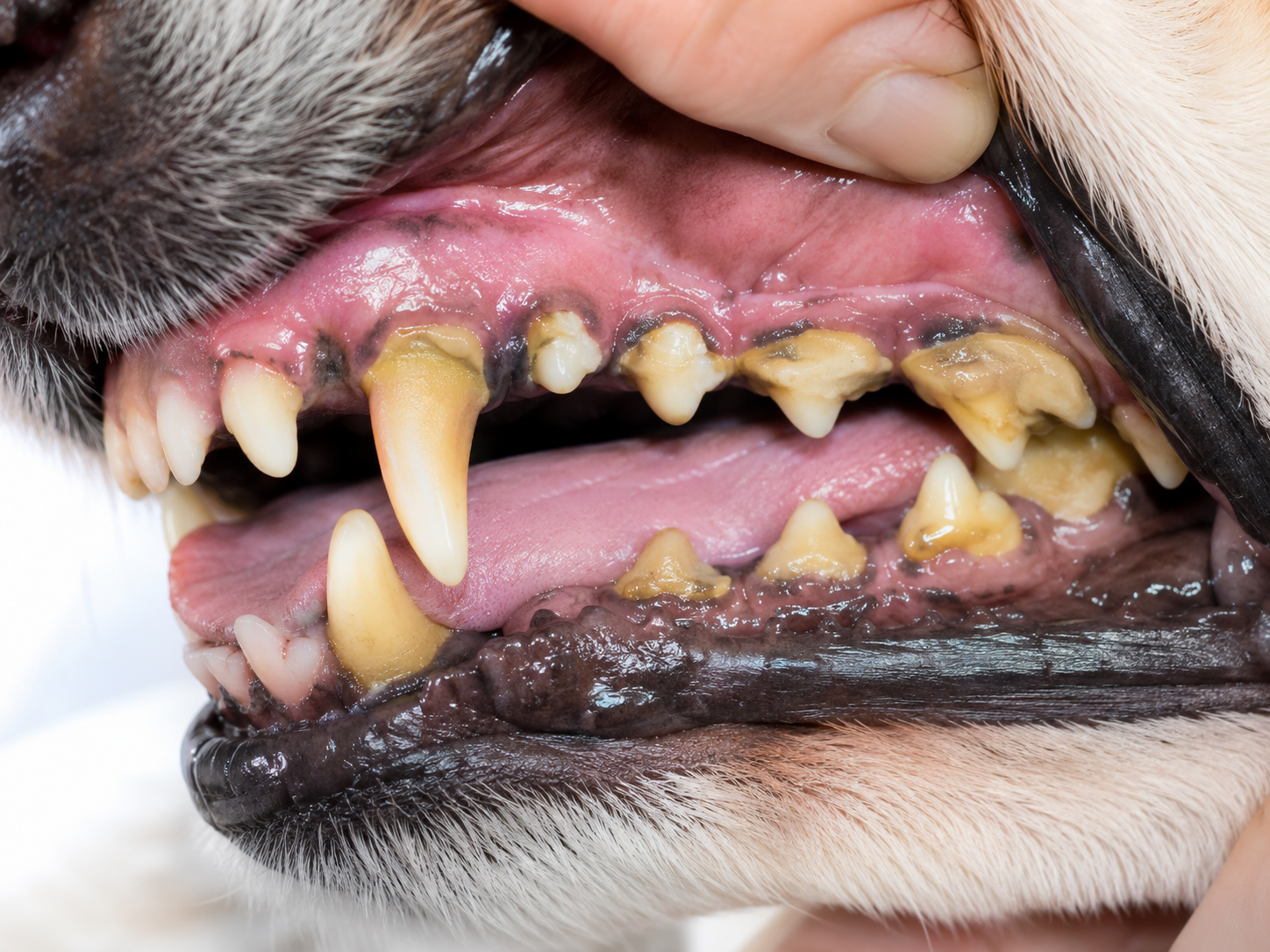 Pet oral care illustration showing a dog's teeth