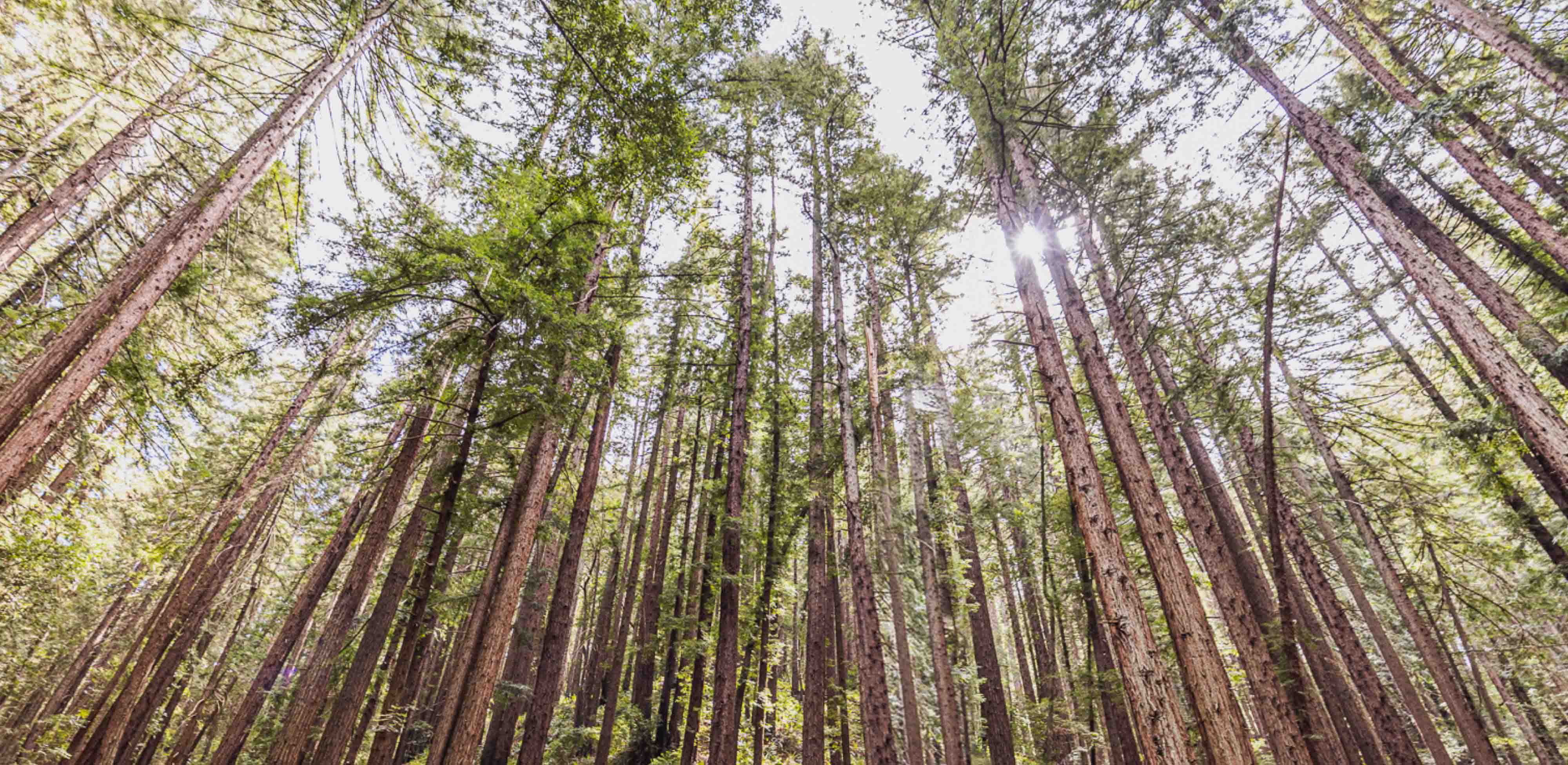 A forest of redwood trees