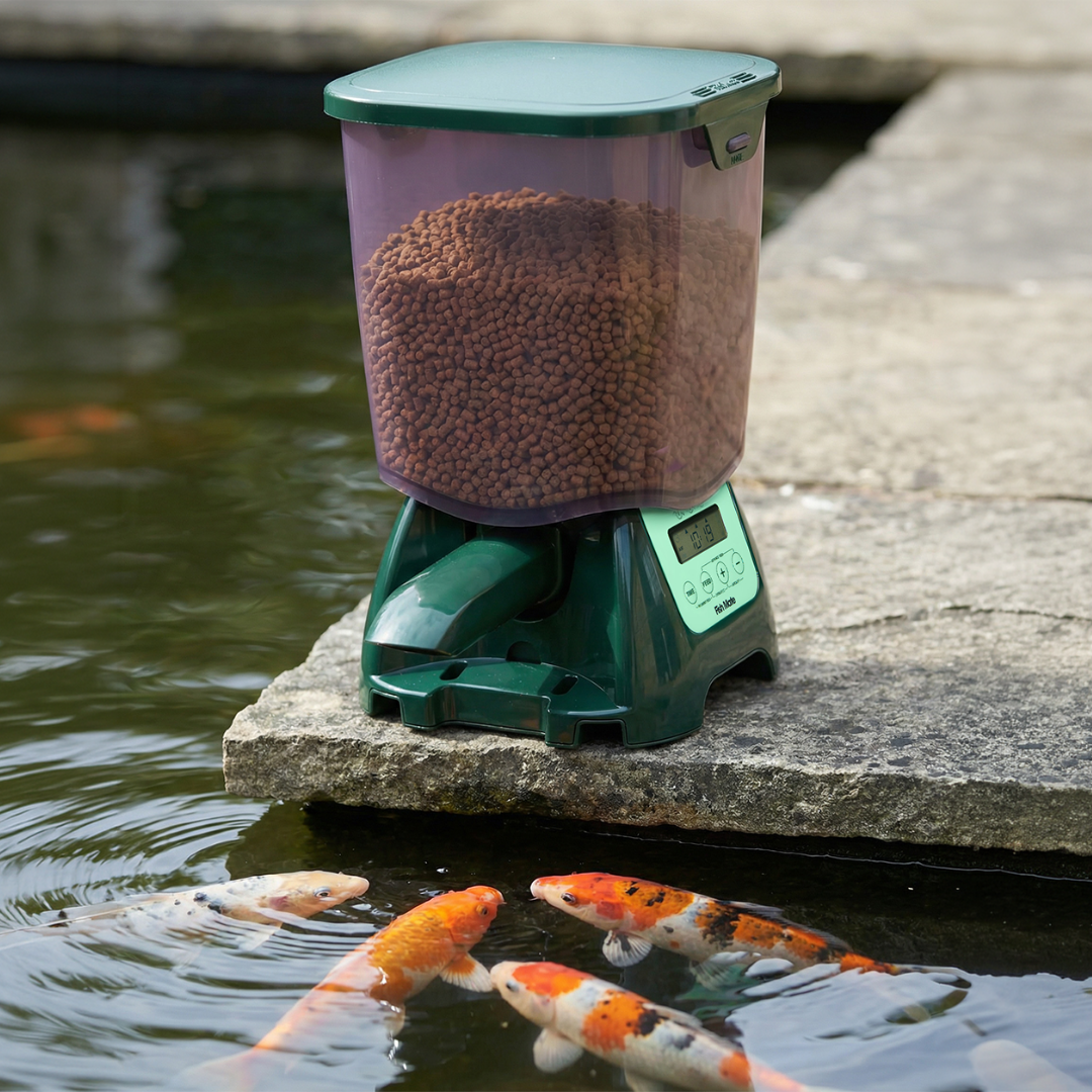 An automatic 7 litre capacity pond fish feeder with a green base and lid, which is compatible with most popular stick or pellet pond foods, sitting on a grey pond ledge while a small group of tri-coloured koi fish gather beneath the feeding spout awaiting their next portion of food.