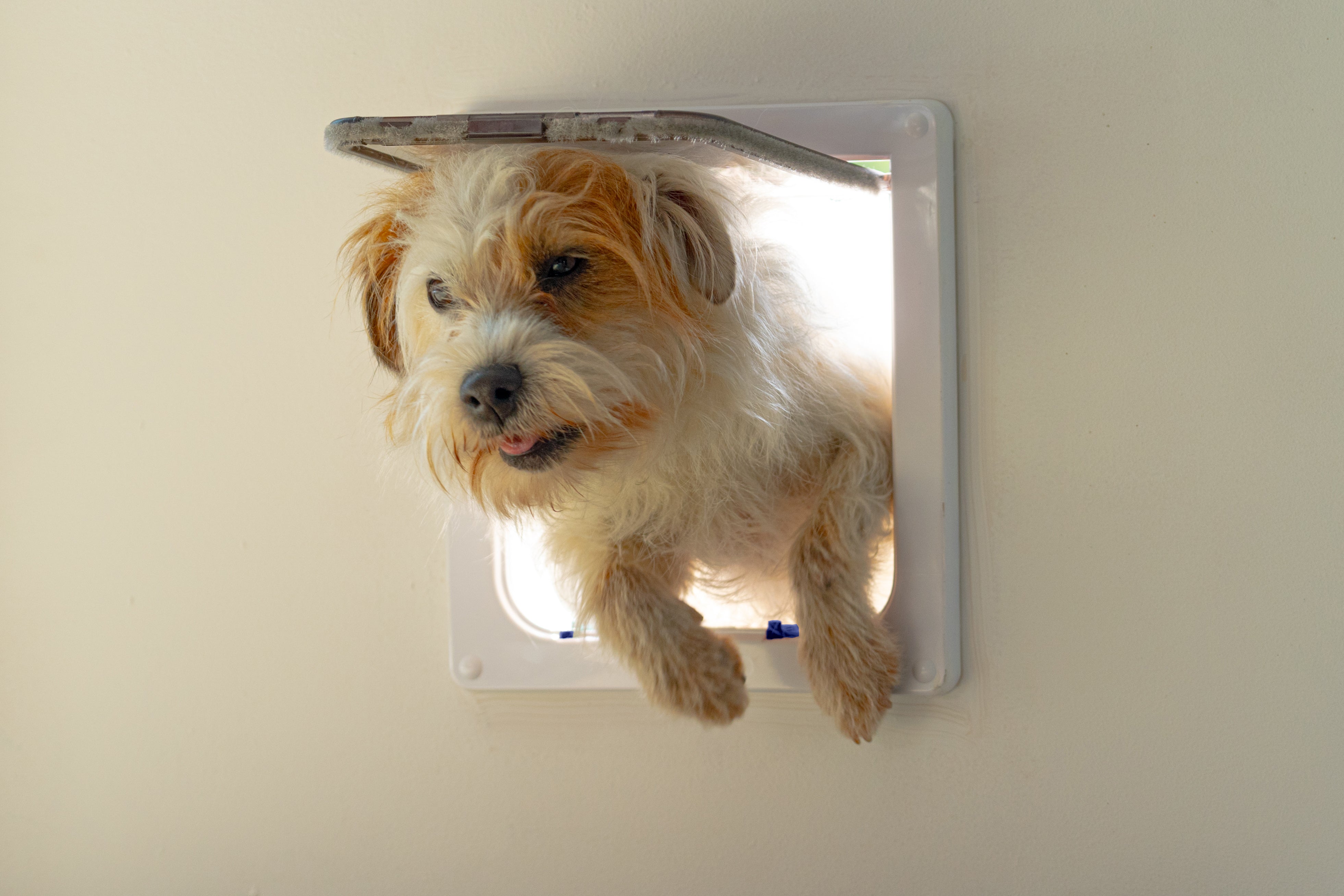 Cat Mate Large Cat Flap – White (221W)