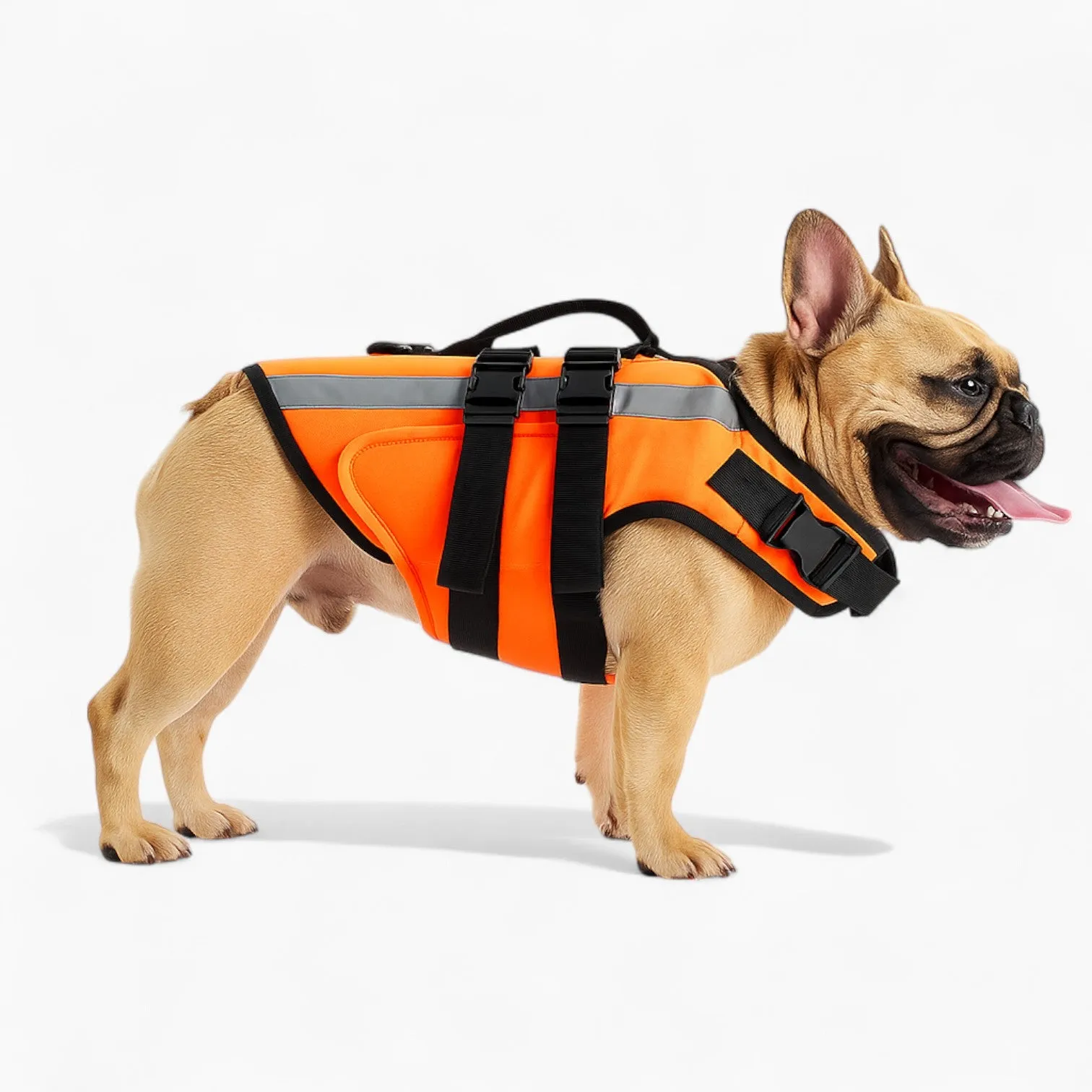 French Bulldog Swim