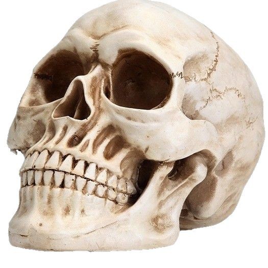 🎃 Resin Human Skull Statue | Gothic Skull Decor for Halloween, Dark Academia & Haunted House