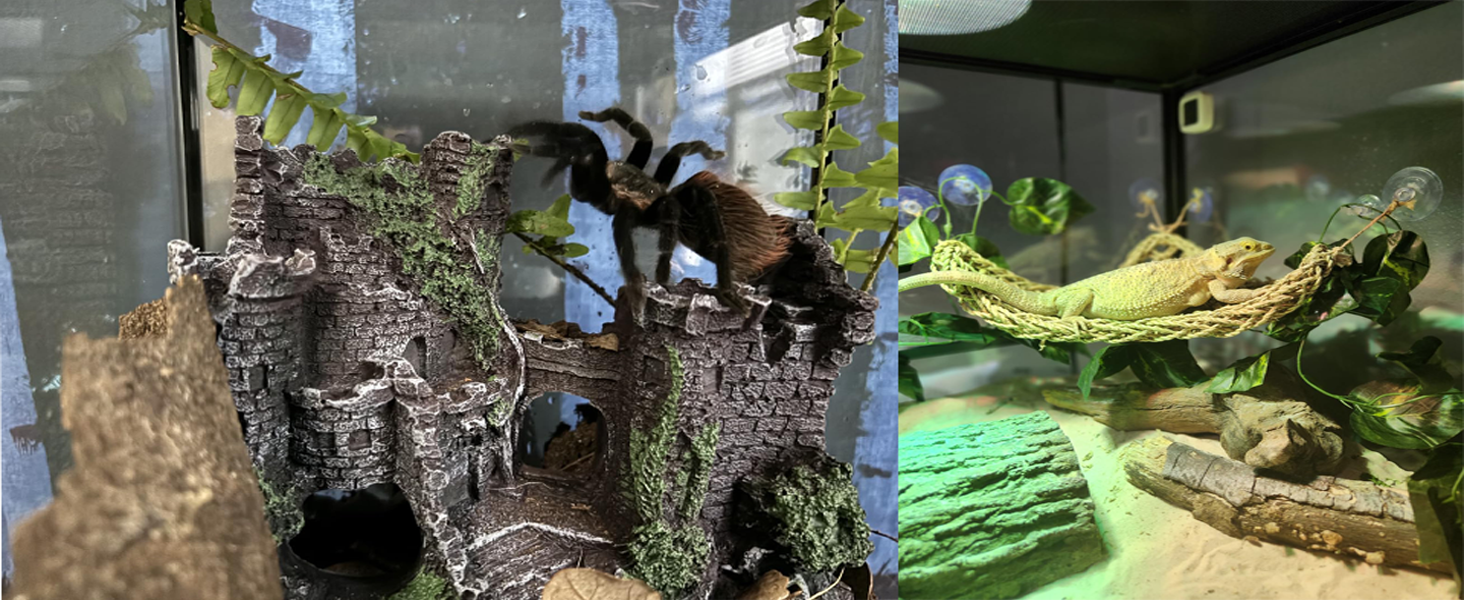 Tank Accessories for Bearded Dragon