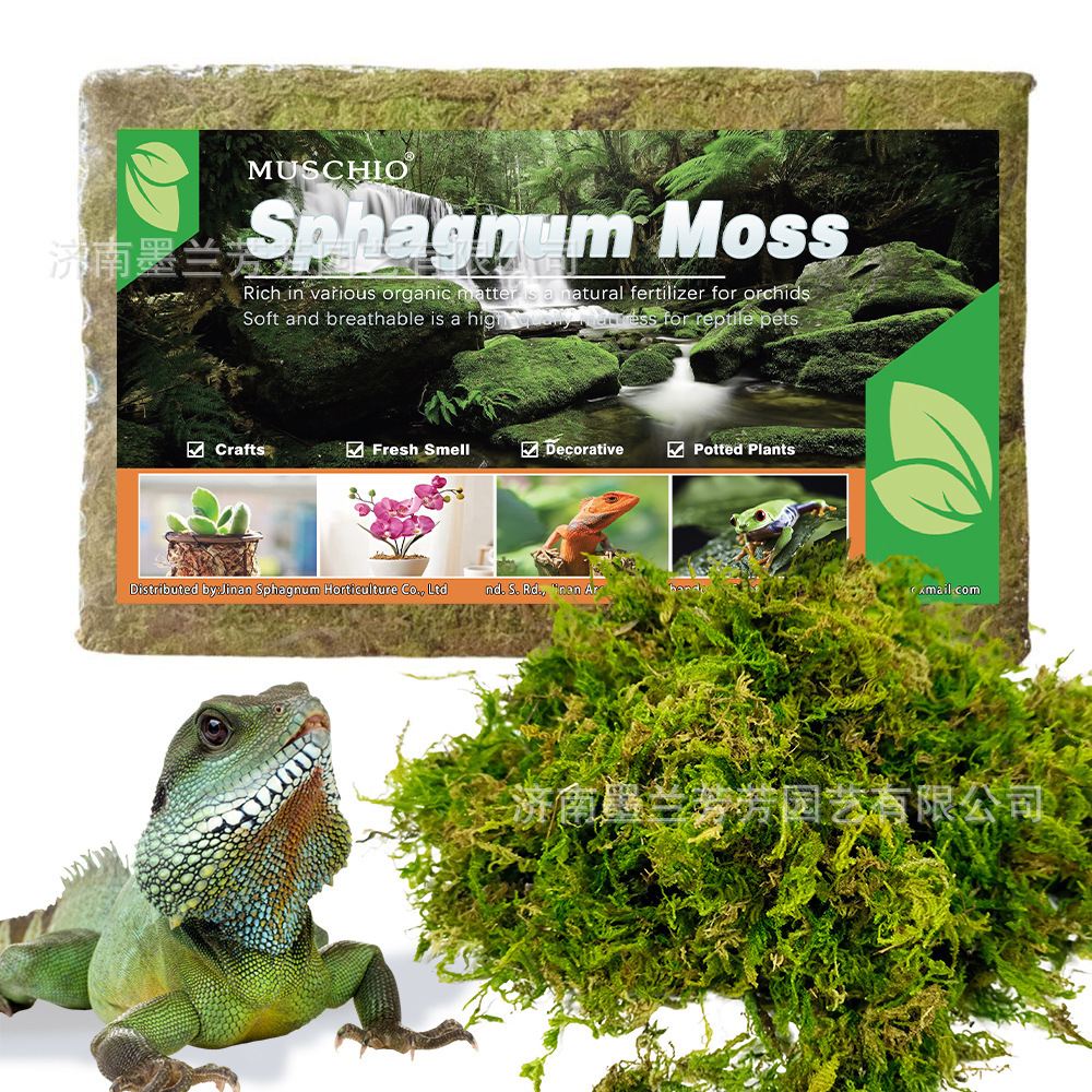 Dry moss, reptile bedding, hamster and reptile decorative landscaping warming bedding, sterile and moisture-retaining sphagnum moss-vidsheer