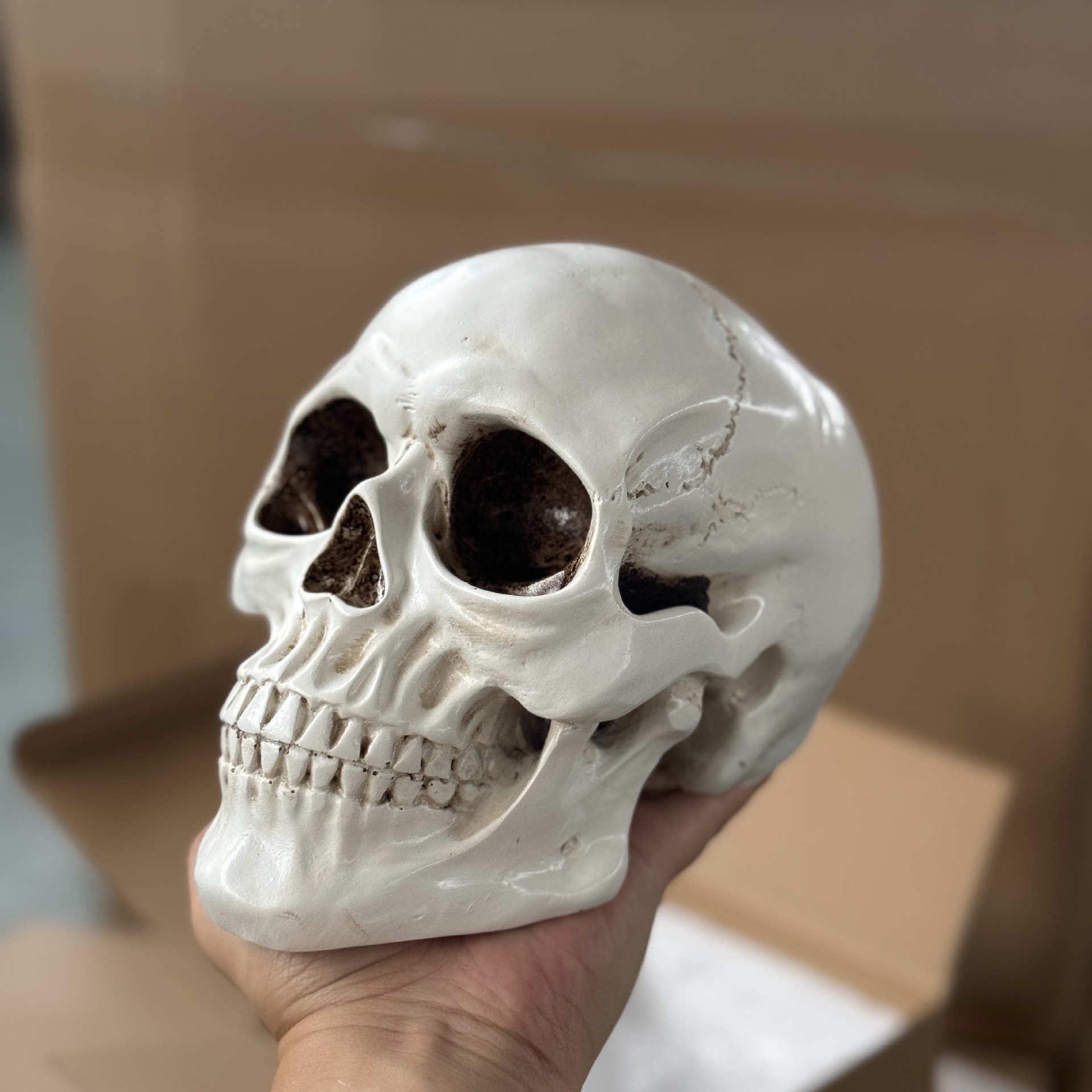 🎃 Resin Human Skull Statue | Gothic Skull Decor for Halloween, Dark Academia & Haunted House