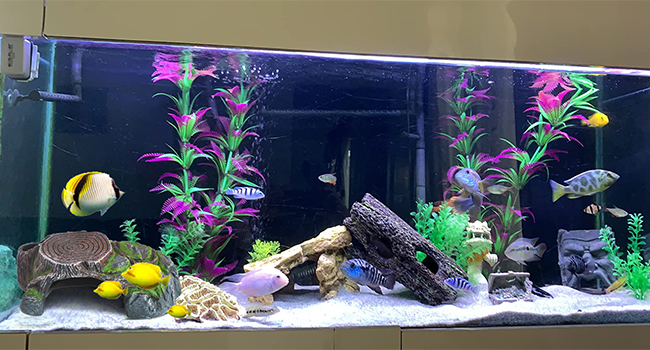 Rock Cave Habitat Hidden