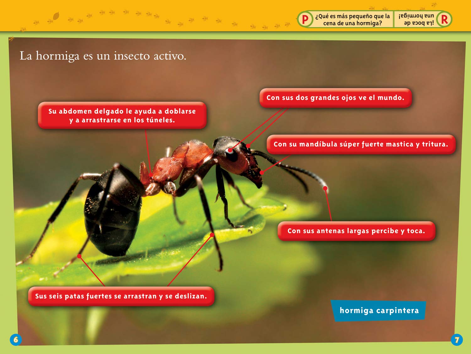 National Geographic Readers: Las Hormigas (L1)