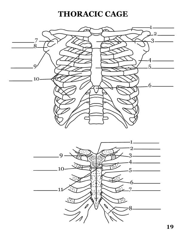 Human Anatomy Coloring Book for Adults & Students | 100 HD Medical Illustrations